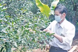 "Nữ hoàng hạt khô" đất Gia Lai