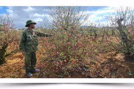 Người giữ sắc đào Nhật Tân trên vùng quê mới