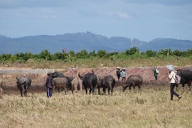 Chăn trâu liên tỉnh