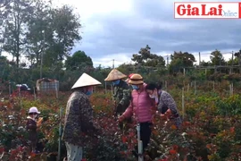 Tình yêu làm cho đất nở hoa