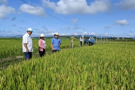 Nghiệm thu Chương trình "Hỗ trợ phát triển sản xuất giống lúa mới BĐR 79