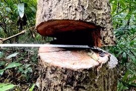 Phát hiện vụ đốn hạ hơn 146m3 gỗ trong rừng sâu ở Kon Tum