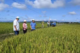 Nghiệm thu Chương trình "Hỗ trợ phát triển sản xuất giống lúa mới BĐR 79