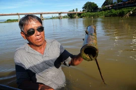 Săn cá "quý" trên sông Trà