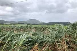 Bão số 4: Gia Lai không thiệt hại về người