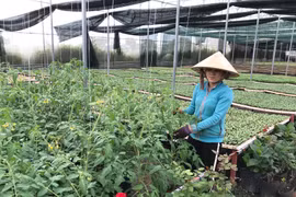 "Cầu nối" giúp hợp tác xã vay vốn phát triển sản xuất kinh doanh