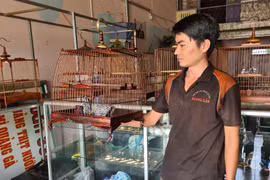 Nghề làm "lầu son" cho chim quý