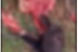 Liên tiếp xảy ra các vụ trộm bò ở huyện Kông Chro