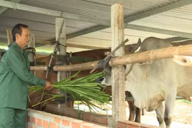 Nông dân Xuân An thu nhập ổn định từ nuôi bò nhốt chuồng