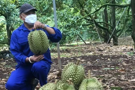 Chưa xuất khẩu, mã vùng trồng của sầu riêng Đắk Lắk đã bị "đánh cắp"