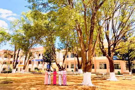 Phố thơm hương long não