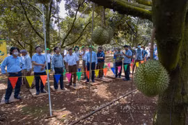 Nguyên Chủ tịch tỉnh Đắk Lắk kể về hành trình cùng doanh nhân Nguyễn Phú Cường đưa sầu riêng Dona về địa phương