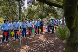 Nguyên Chủ tịch tỉnh Đắk Lắk kể về hành trình cùng doanh nhân Nguyễn Phú Cường đưa sầu riêng Dona về địa phương