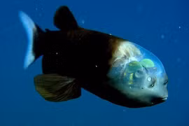 Độc đáo loài cá có phần đầu trong suốt