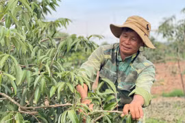 Mùa vải ngọt của cựu chiến binh Nguyễn Văn Huế