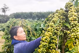 "Nữ tướng" của làng Kon Sơ Lăng