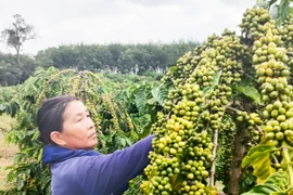 "Nữ tướng" của làng Kon Sơ Lăng