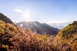 Mùa hoa chi pâu đẹp lịm tim ở "nóc nhà" Yên Bái