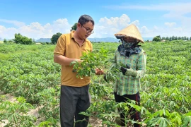 Nông dân Gia Lai đứng trước nguy cơ mất mùa mì do bệnh khảm lá