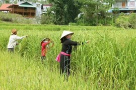 Cao nguyên trắng Bắc Hà khai hội 'Hương cốm mùa Thu vàng'