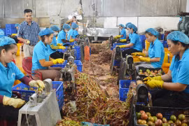 "3 giúp" để hội viên cựu chiến binh ở Gia Lai thoát nghèo