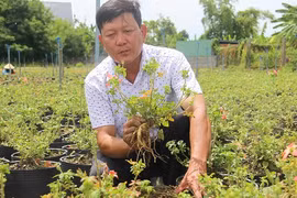 Trồng thành công sâm Bố Chính tại Bình Định