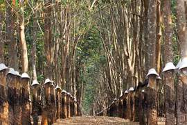 "Vàng trắng" nơi miền đất đỏ