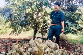 Cựu chiến binh ở Ia Grai trồng cây ăn quả "hái" ra tiền