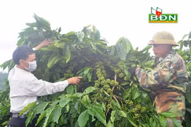 Một giống cà phê bản địa của một xã của Đắk Nông vừa được đặc cách lưu hành