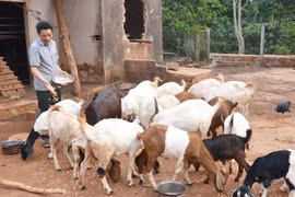 Tổ hội nghề nghiệp ở Gia Lai phát huy hiệu quả thiết thực