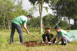 Sư đoàn 320: Trồng 4.000 cây xanh