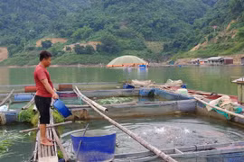 Mưu sinh trên hồ Hòa Bình, bài 1: Bơi trên lộc trời