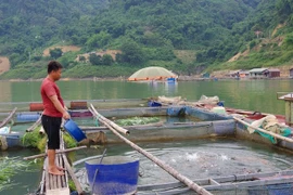 Mưu sinh trên hồ Hòa Bình, bài 1: Bơi trên lộc trời