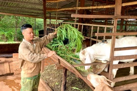 Chư Prông phát triển chăn nuôi trang trại tập trung