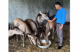 Gia Lai siết chặt quản lý hoạt động gây nuôi động vật hoang dã