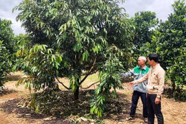 Nông hội: "Điểm tựa" của nông dân Ia Grai