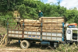 Nông dân vùng Đông Gia Lai lãi lớn nhờ keo lai tăng giá