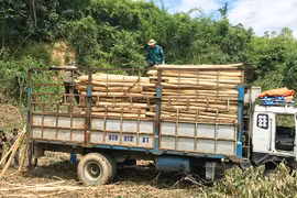 Nông dân vùng Đông Gia Lai lãi lớn nhờ keo lai tăng giá