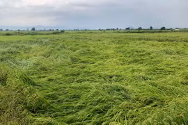 Bão số 4 làm hơn 1.144 ha cây trồng ở Gia Lai bị thiệt hại