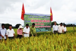 Mùa vàng trên những cánh đồng