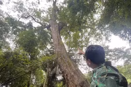 Cây giáng hương 437 tuổi suýt bị lâm tặc sát hại trở thành... di sản