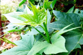 Rau lang: Giá rẻ bèo, cực tốt cho sức khỏe nhưng 'nguy hiểm' với một số người sau