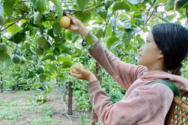 Độc lạ giống chanh dây vàng hương ổi của Hợp tác xã Tân Lộc Phát