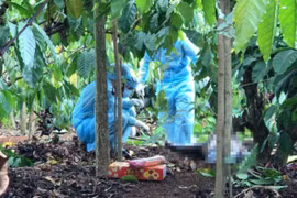 Điều tra cái chết của kế toán xã trong rẫy cà phê