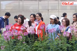 Gia Lai: Rộn ràng kỳ nghỉ Tết Dương lịch 2021