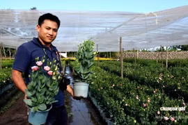 Hoa Tết Đà Nẵng năm nay có gì lạ?