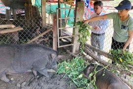 Quảng Ngãi: Giống lợn nghe tên lạ dễ nuôi, 3 tháng xuất bán được lợn con, dân ở đây thu tiền sòn sòn