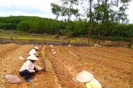 An Khê trồng khảo nghiệm 5 ha cây dược liệu