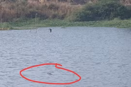 Vũng Tàu: Phát hiện 2 con cá sấu bơi trong hồ nước ngay khu dân cư?