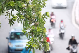 Tôi, em và hoa sữa Hà Nội